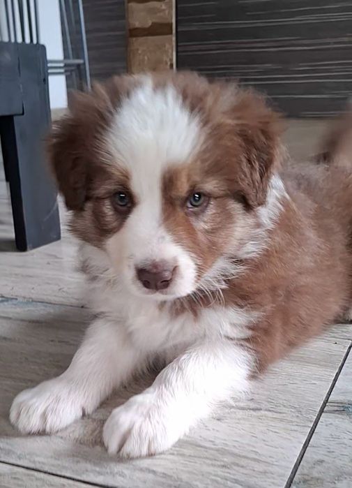 Amazing Ponidzie Border Collie