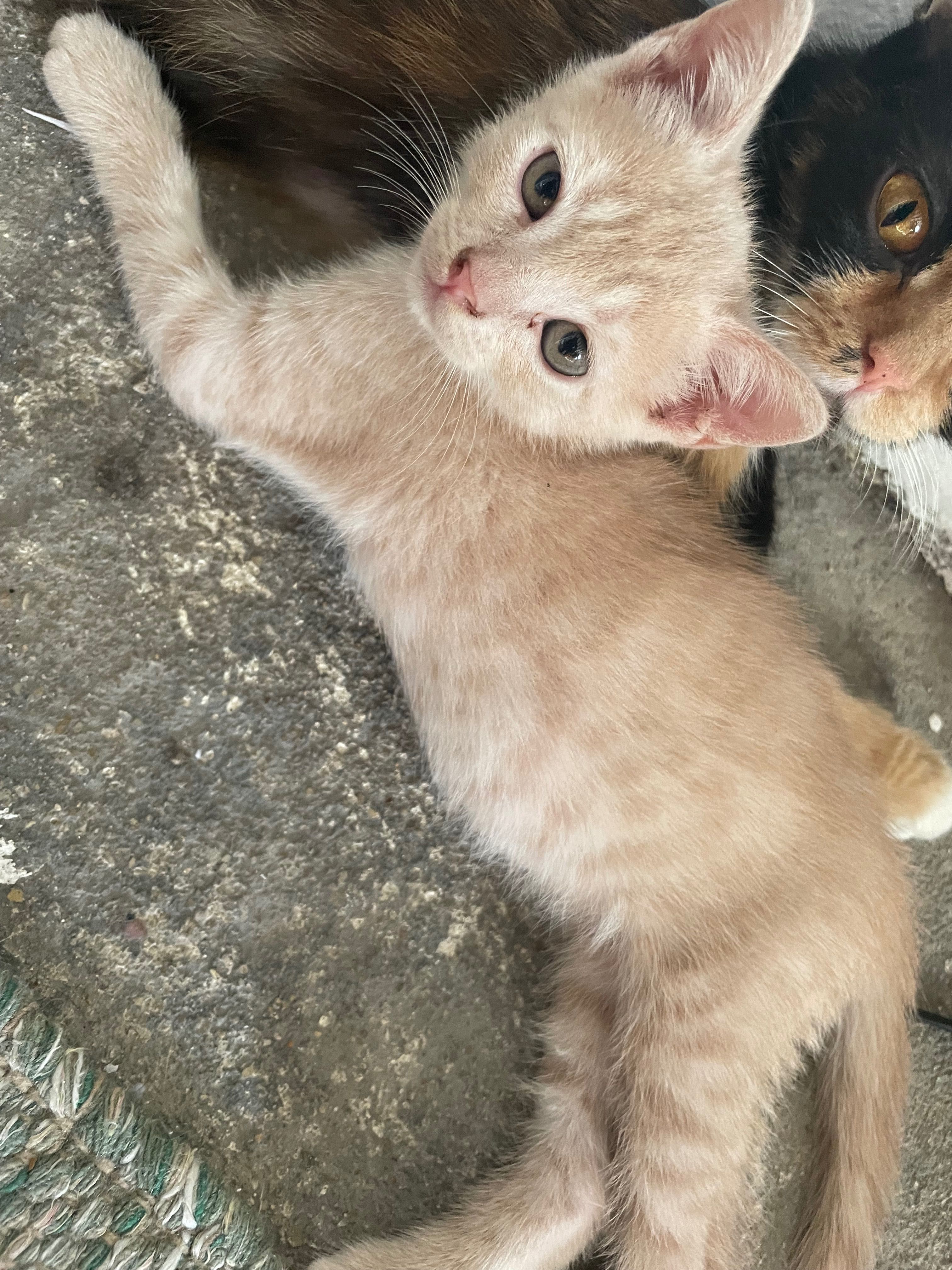 Dou gatinhos bebé