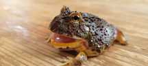 Żaba rogata OZDOBNA - Ceratophrys ORNATA