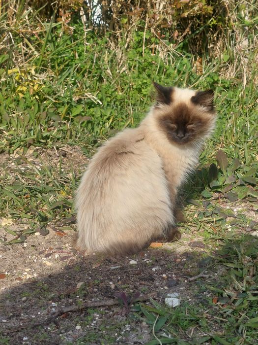 Gatos para adoção responsável