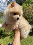 Pomeranian szpic miniaturowy 2025