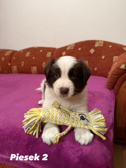 Piesek Border Collie