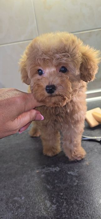 Дівчинка мальтипу міні