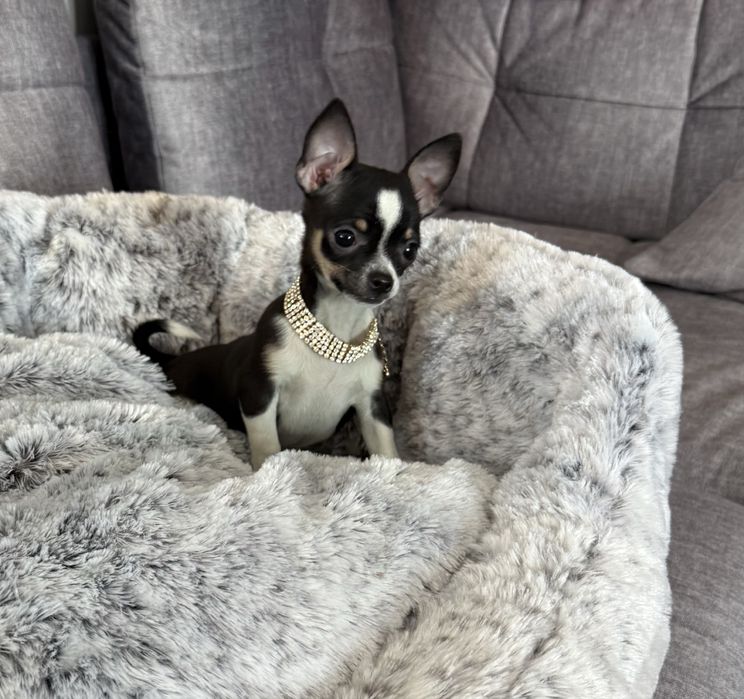 Chihuahua mini sunia tricolor xxs