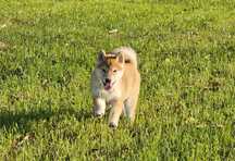 Shiba inu szczenię ZKWP FCI