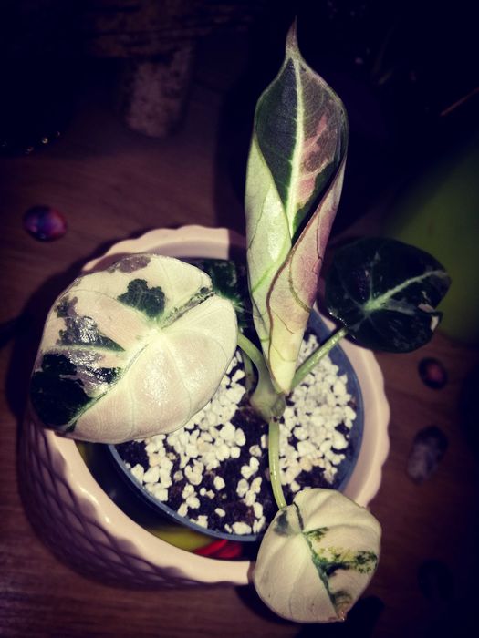 Alocasia Black Velvet Pink Variegata nie monstera filodendron philoden