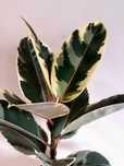 Planta Ficus elastica 'Tineke'