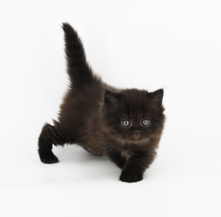 Длинношерстный черный котенок