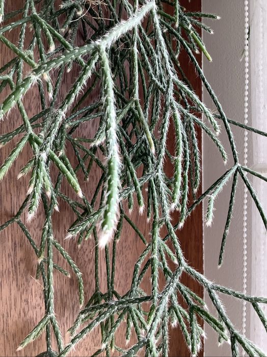 Kaktus zwisający Rhipsalis cassutha sadzonka ukorzeniona