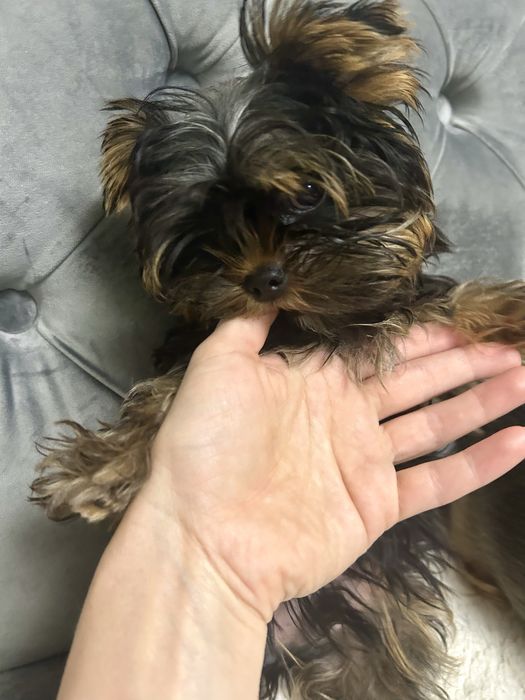 Красунчик міні-йорчик