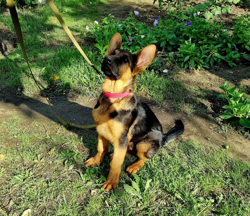 немецкая овчарка супер щенки для охраны