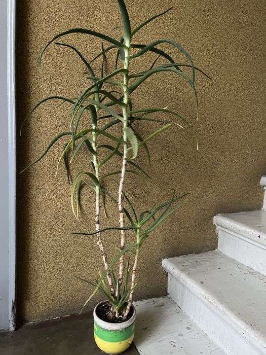 Aloes, wieloletni okolo 1 m wys