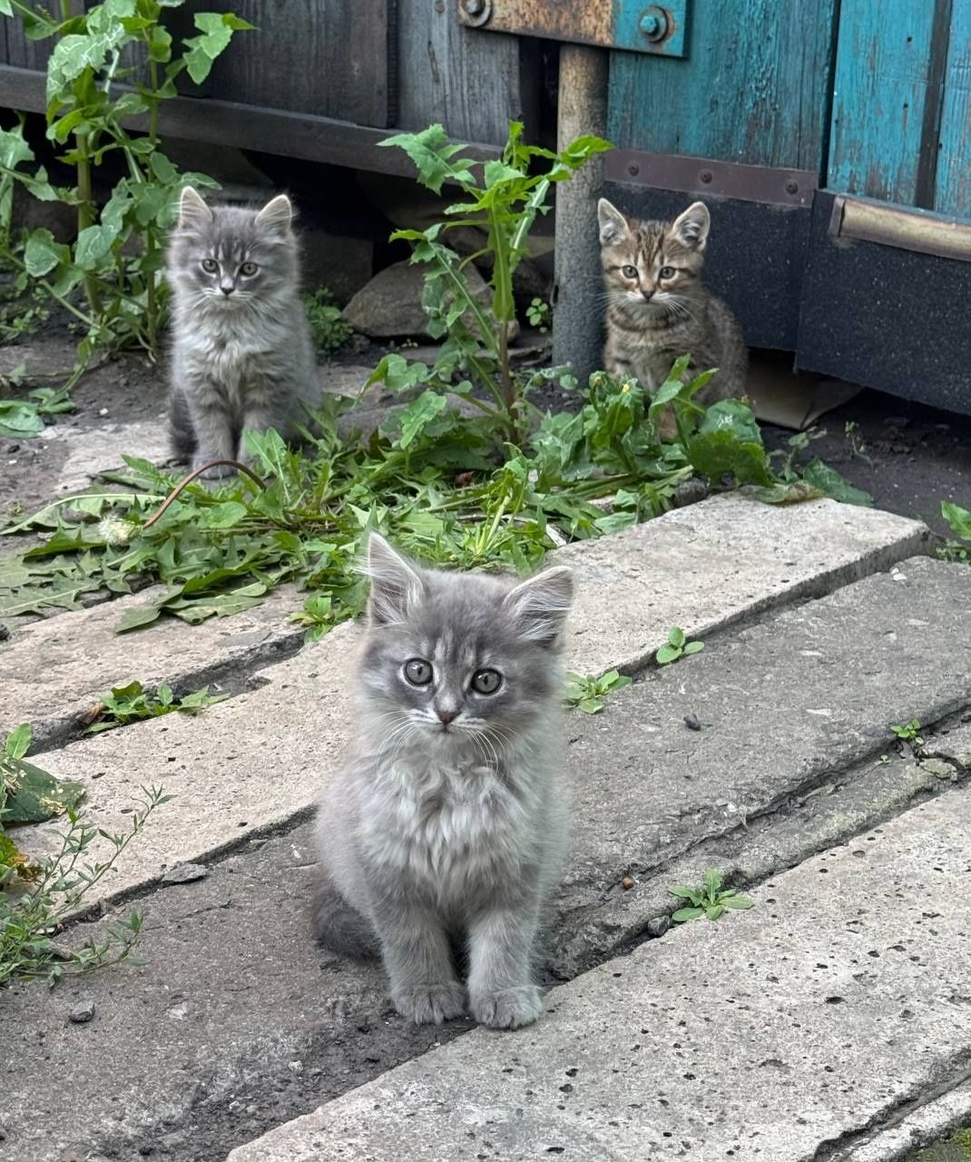 Отдам котят в хорошие руки