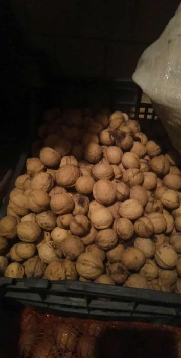 Orzechy włoskie niełuskane