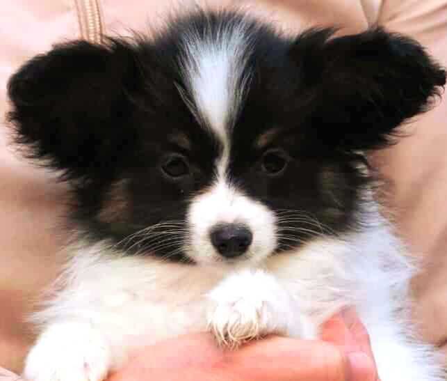 Papillon suczka ZKwP FCI