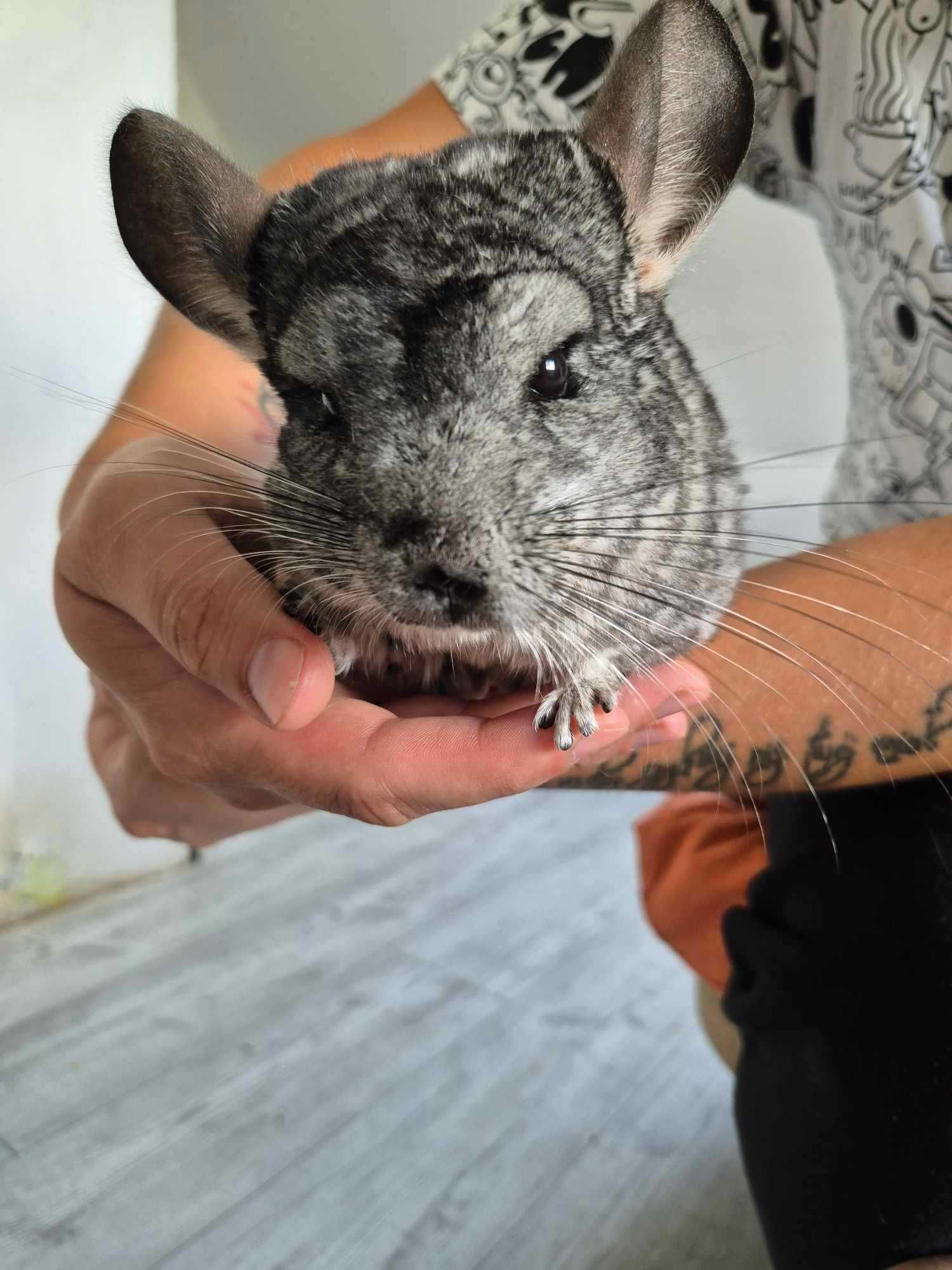 Trzy szynszyle do Adopcji