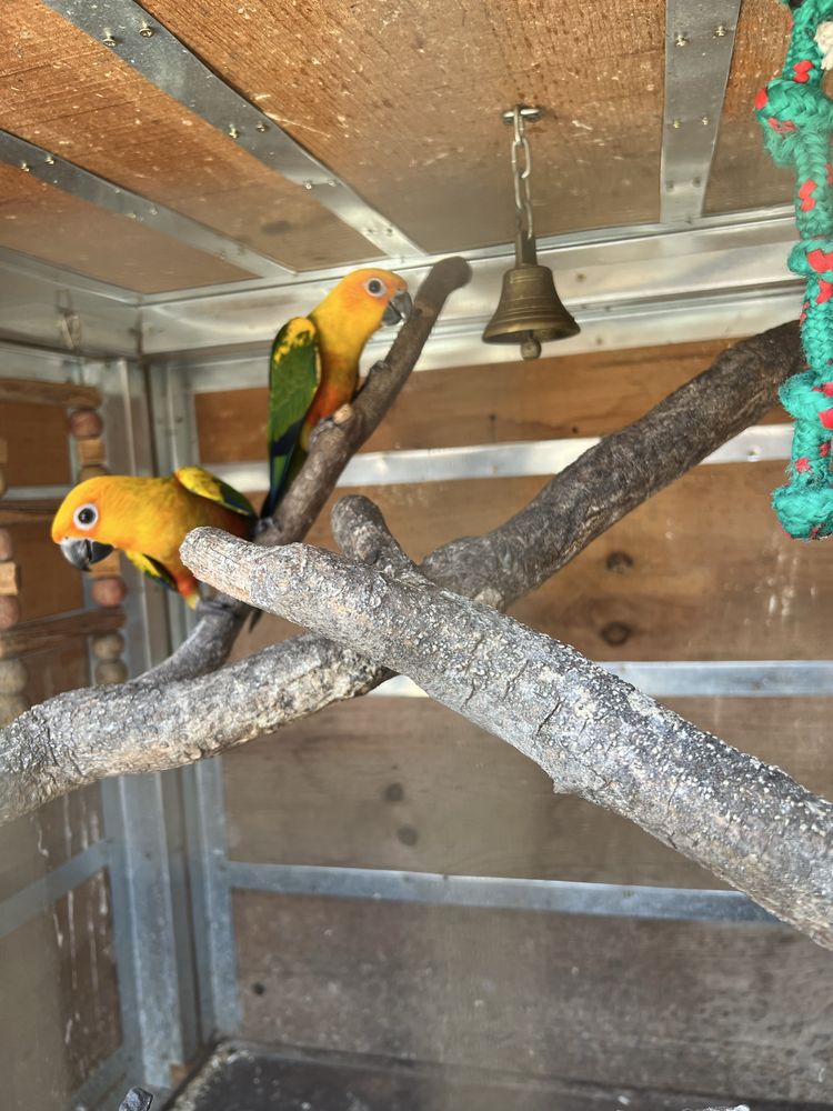 Aratingas jandayas