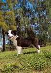Border collie suczka z rodowodem