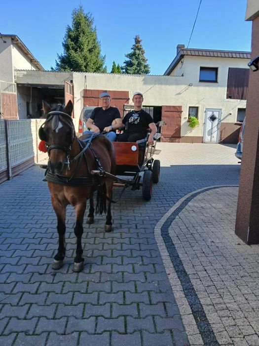 Sprzedam  bardzo pięknego wałach