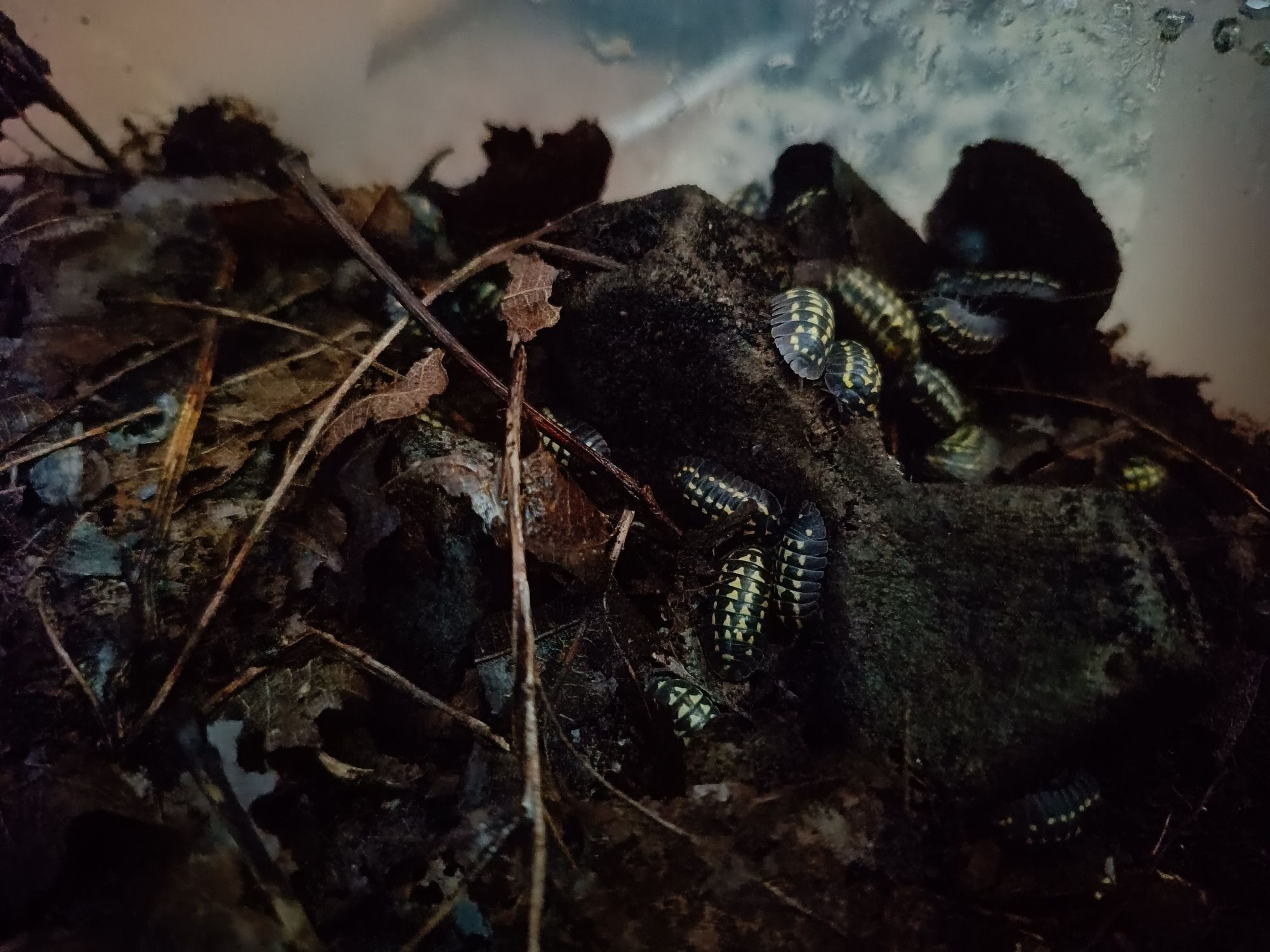 Armadilidium gestroi pakiet 10szt im więcej tym taniej isopody kulanki