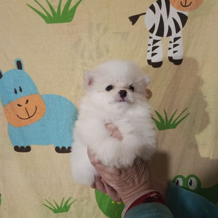 Мальчик крем шпиц