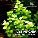 Lysimachia Aurea - Lysimacha Gold
