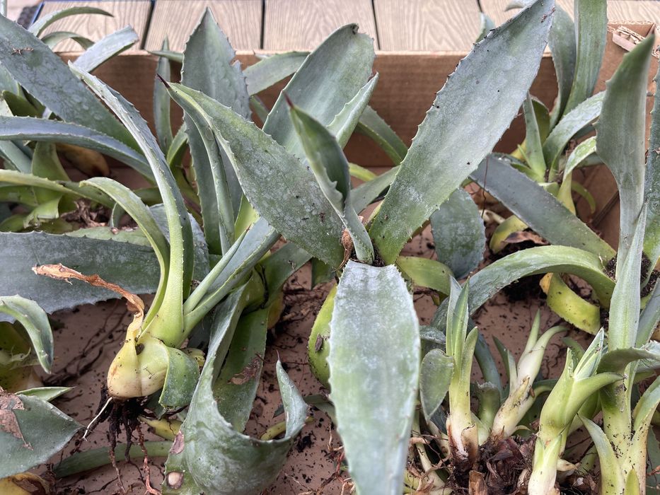 Sadzonki kwiata Agawy