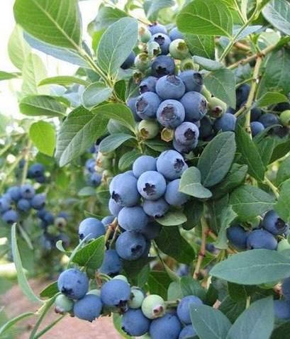 Большие кусты голубики с ягодами. Разные сорта. Киев