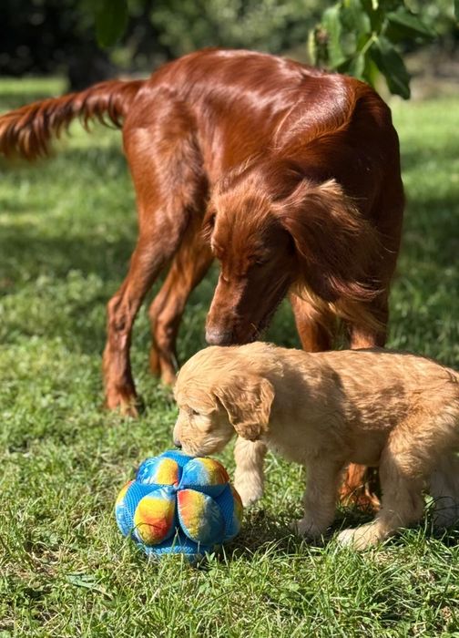 Irishdoodle&Goldendoodle - Badania genetyczne
