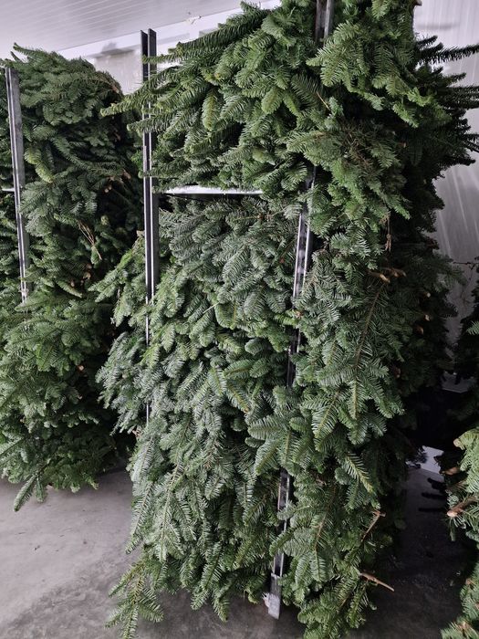 Продам Нобіліс привезений з Данії