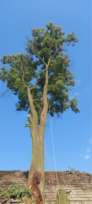 Wycinka drzew - SilesiaArbor