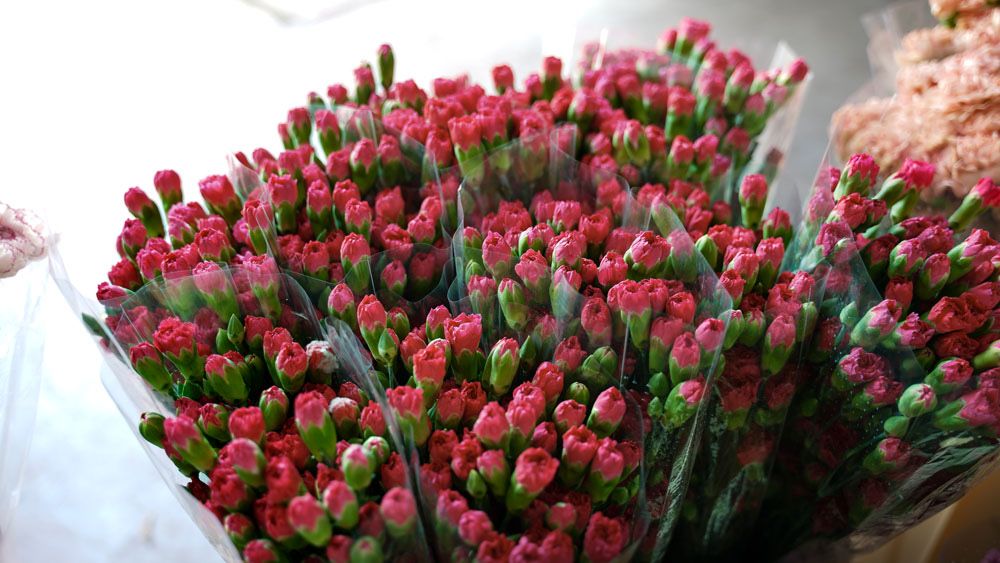 KWIATY -gozdzik tulipan roze