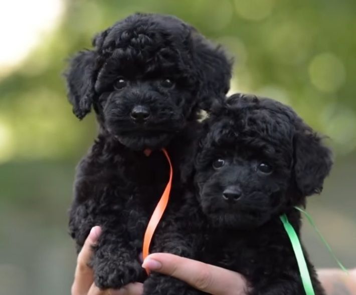 Мальтіпу ф1 чорні