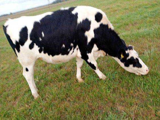 Sprzedam jałówki wysokocielne 6 sztuk