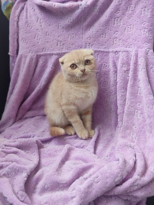 Шотландские котята