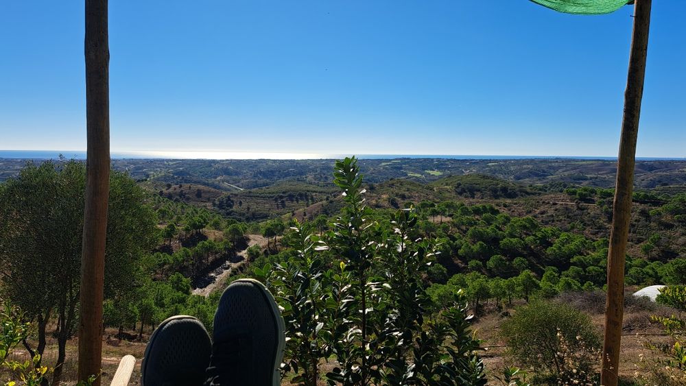 Venda terreno rustico 5,6 ha, com pinhal e árvores diversas