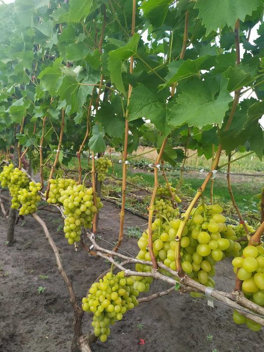 Черенки та саджанці винограду