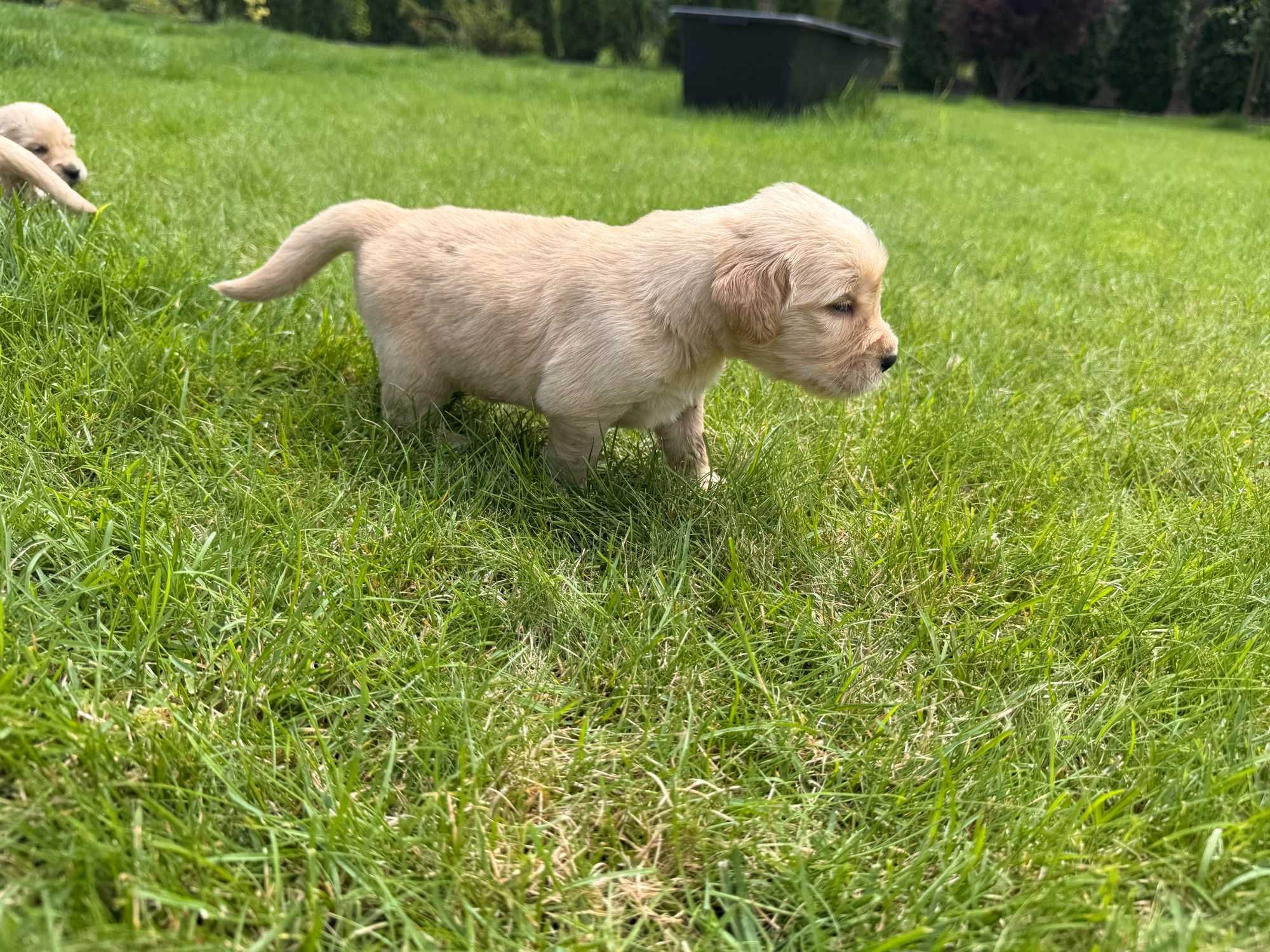 Szczeniaki rasy Golden Retriver z rodowodem