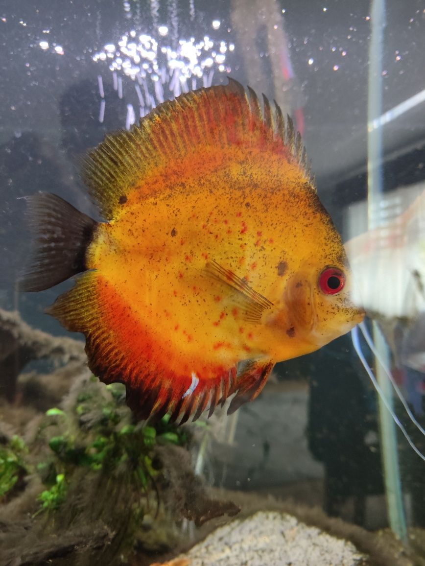 Paletke Red melon ok 12 cm