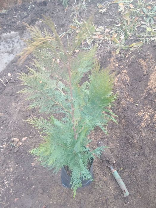 Кипарис аризонский