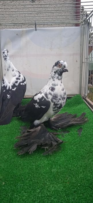 Gołębie ozdobne , widyn widyny czarne z 25 r  para .