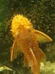 zbrojnik albinos samiec ok 10cm