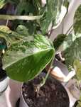 Monstera variegata - dół rośliny, ukorzeniony.
