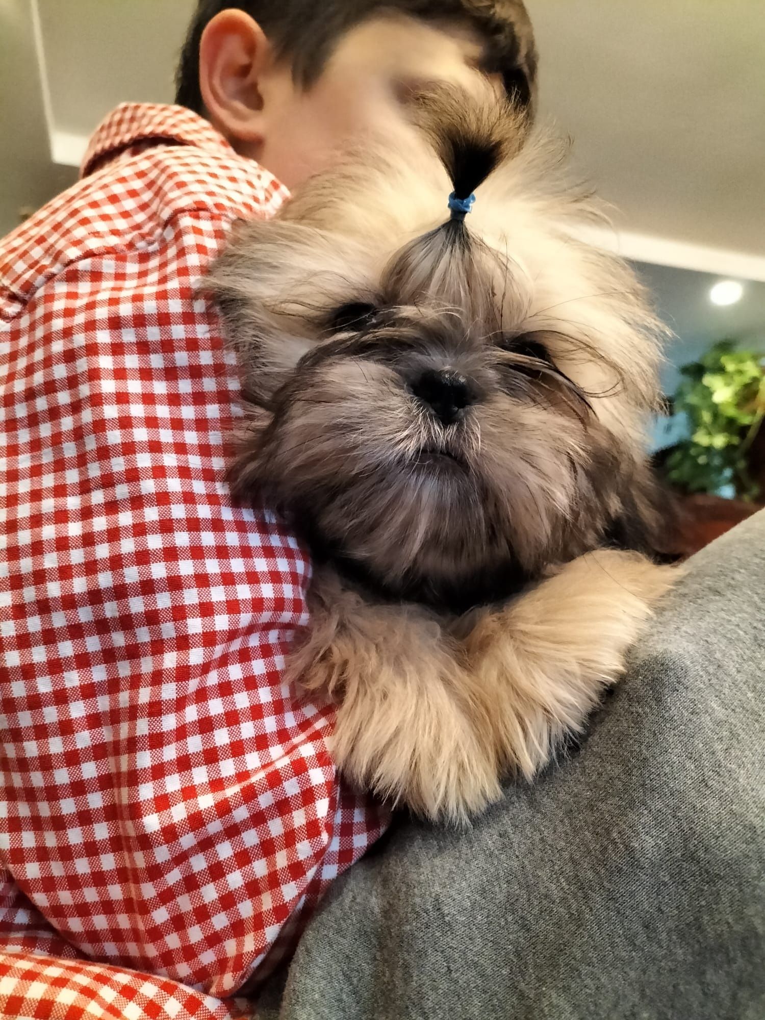 Chłopiec shih tzu