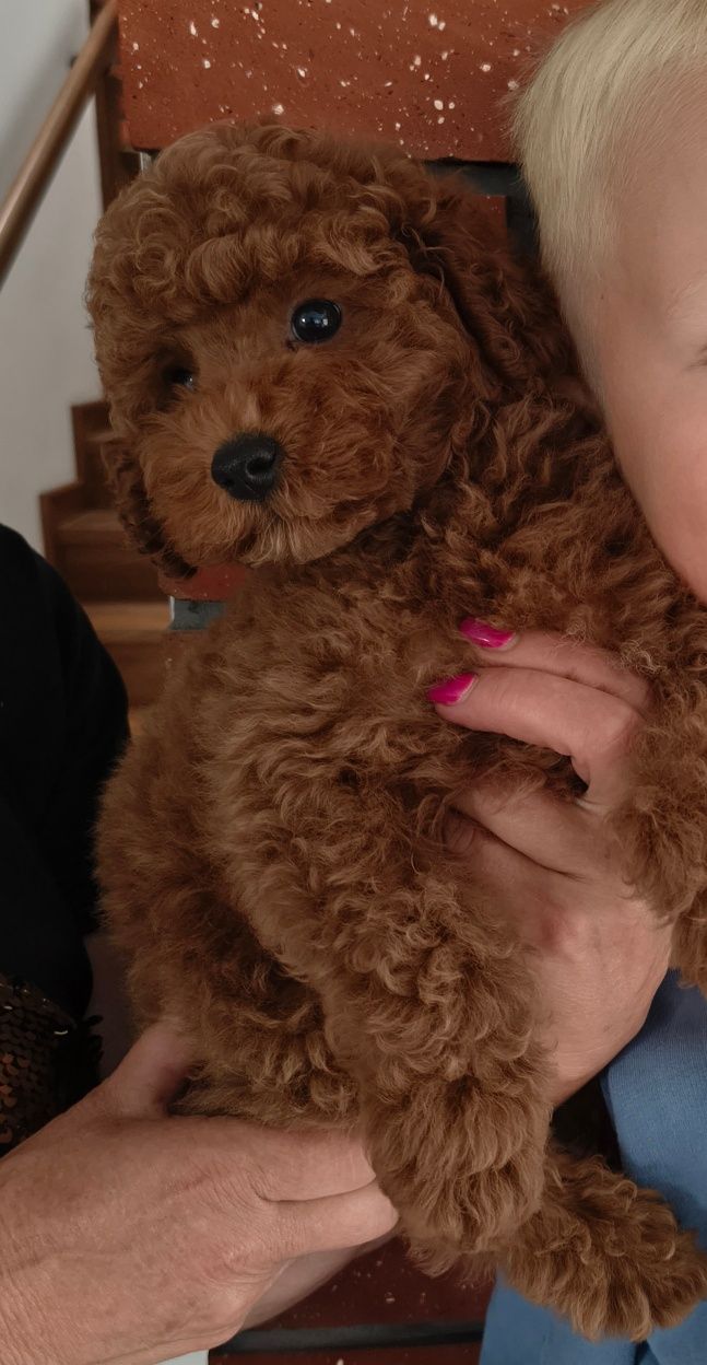 Pudel Toy Red chłopiec