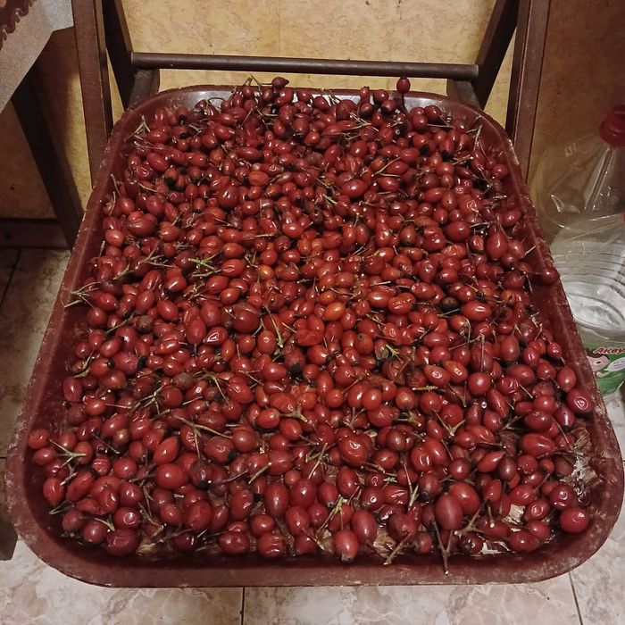 Свежий шиповник и боярышник, терн с дачи