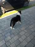 Pies border collie