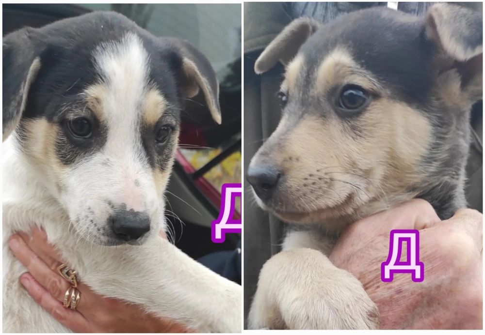 Цуценята бутузи 2 міс щепленні