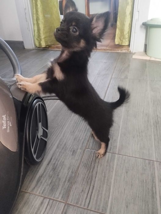 Chihuahua długowłosa suczka