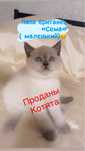 Породистые Котята британские